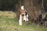 FOX TERRIER 584